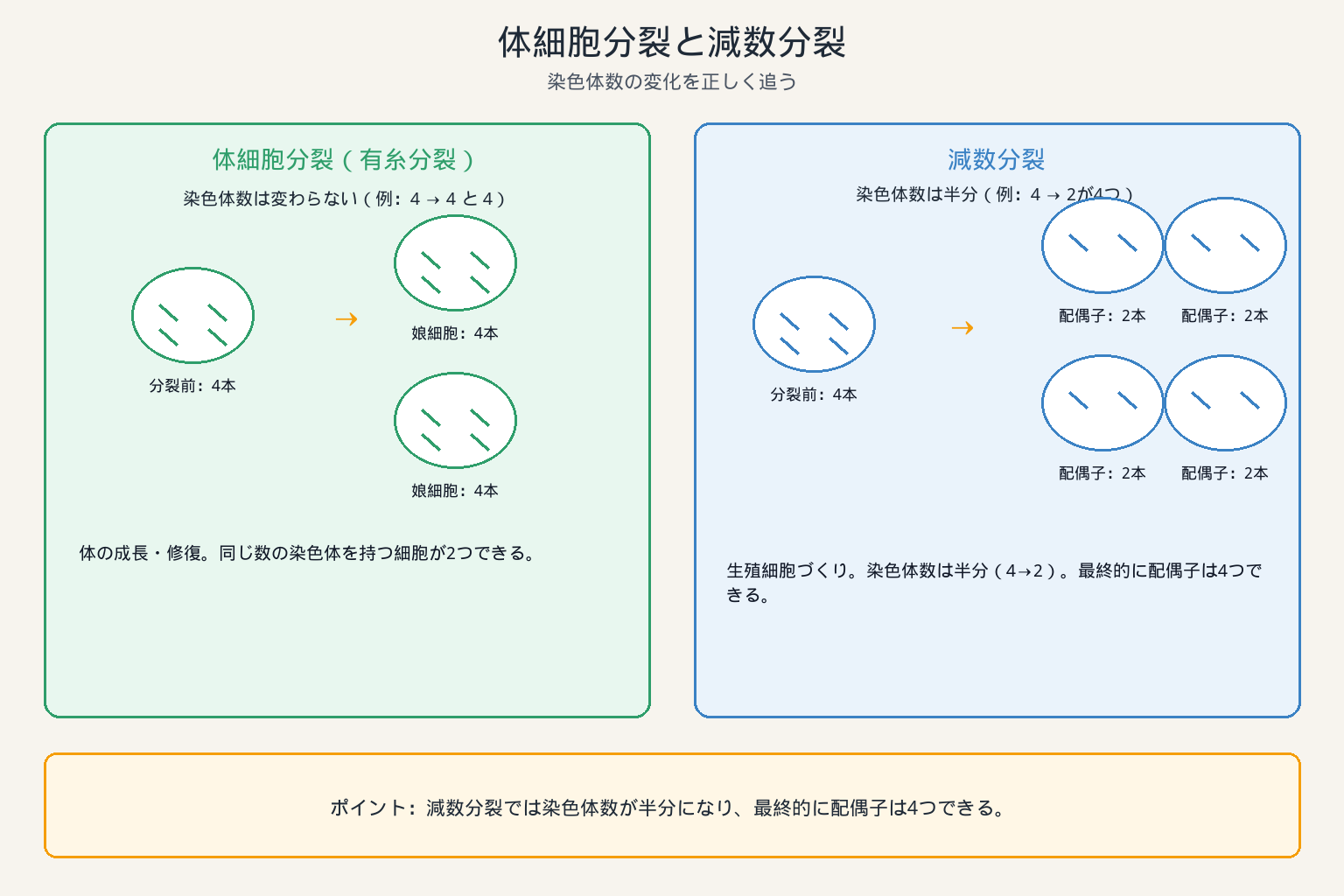 体細胞分裂と減数分裂