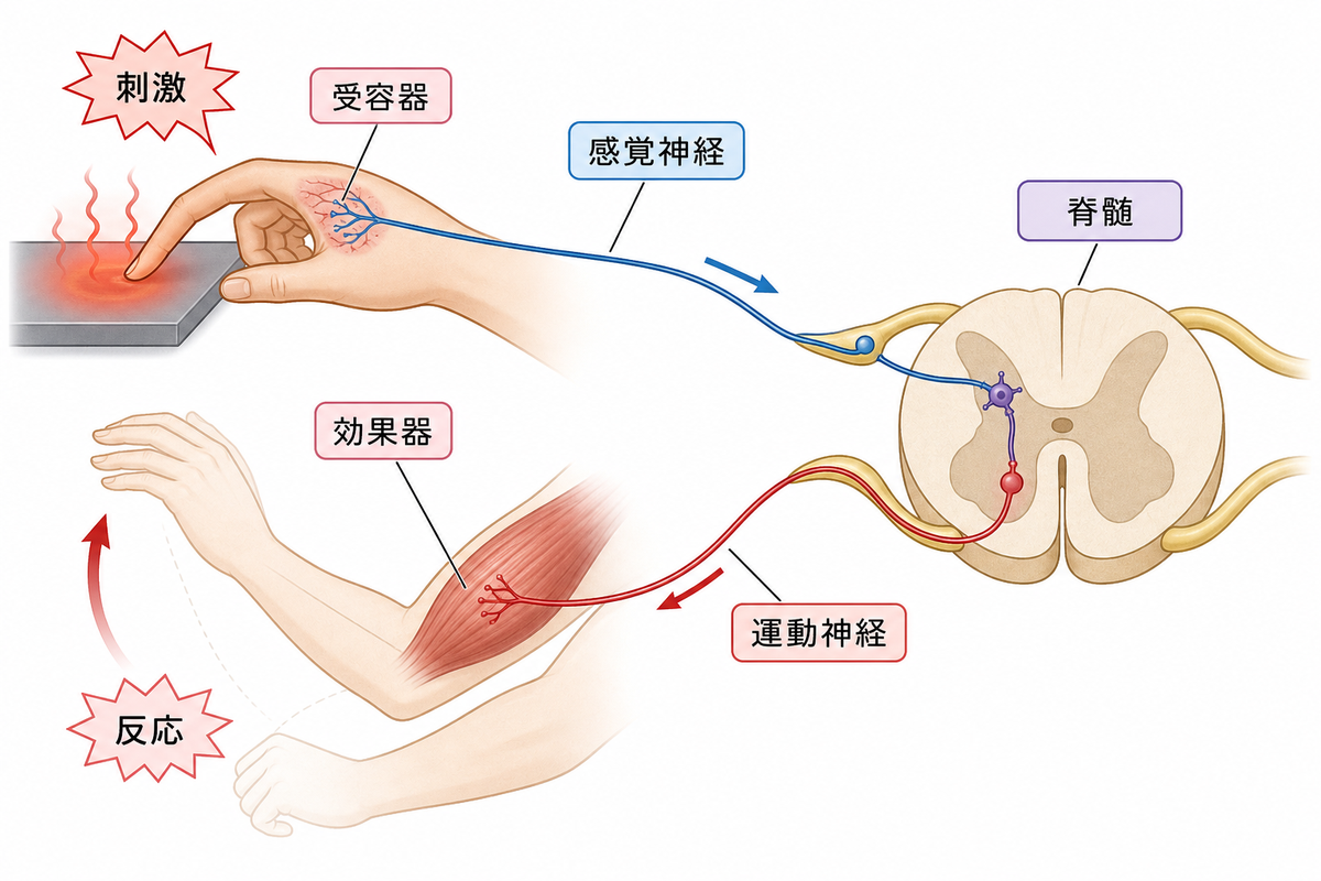 刺激と反応