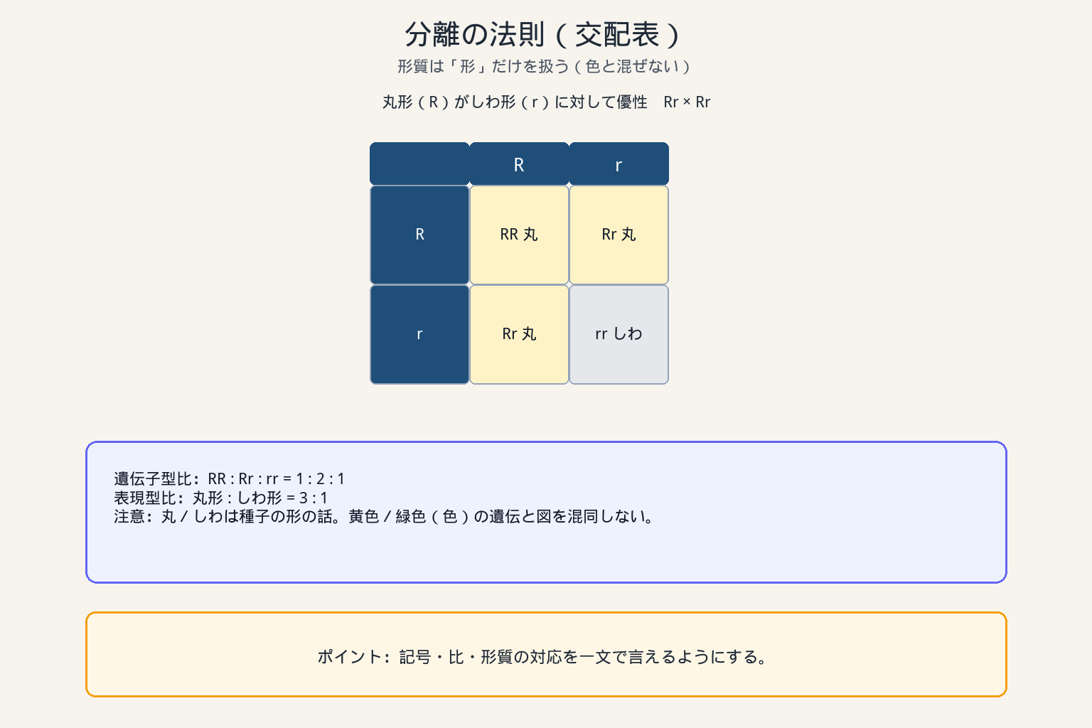 分離の法則（交配表）